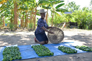 SOIL_growing_peppers_in_compost_Haiti - copie